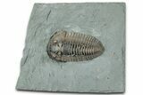 Prone Flexicalymene Trilobite - Mt Orab, Ohio #329790-1